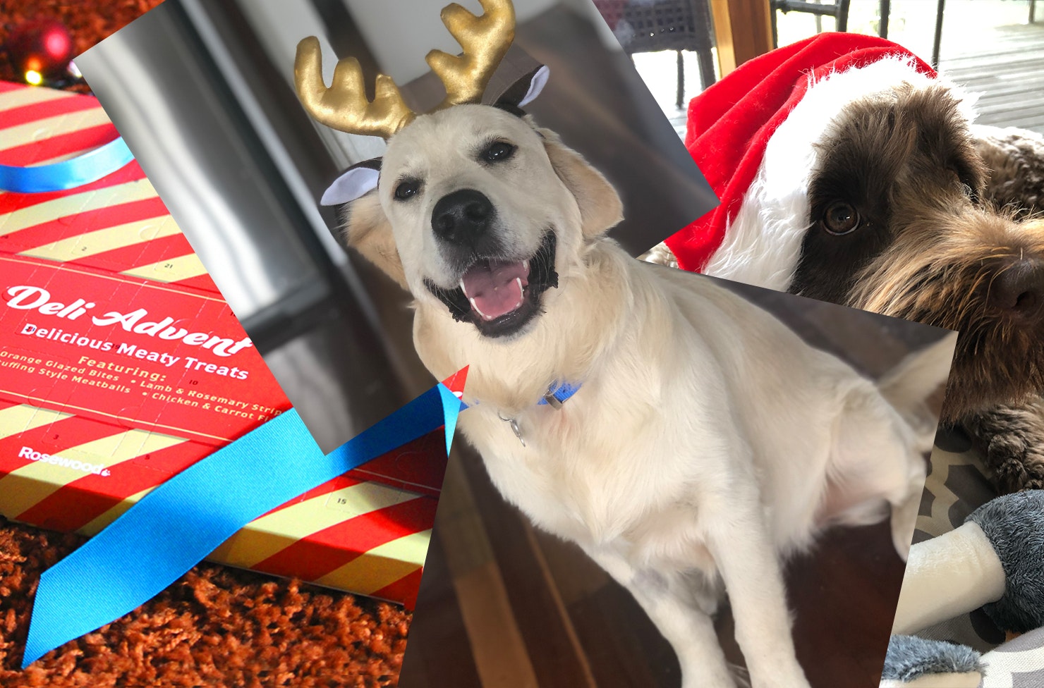 A collage of gifts for dog lovers